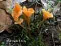 Steccherinum ochraceum (1024x768)